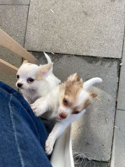 Welpen Bilder !-Beitrag-Bild