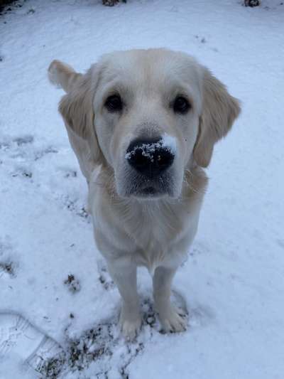 Fotochallenge 61 ~ Schnee-Beitrag-Bild