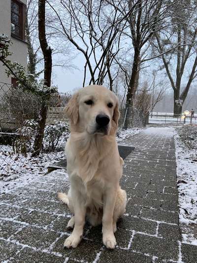 Wo sind die Golden Retriever Liebhaber?-Beitrag-Bild