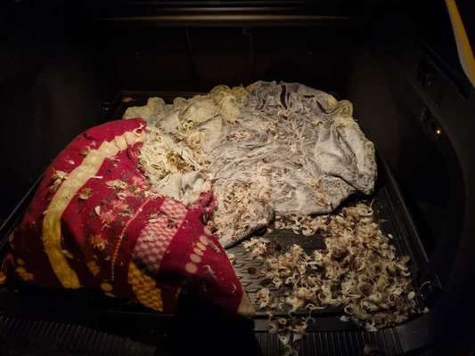 Zeig mir, dass du mit einem hund zusammenlebst....-Beitrag-Bild