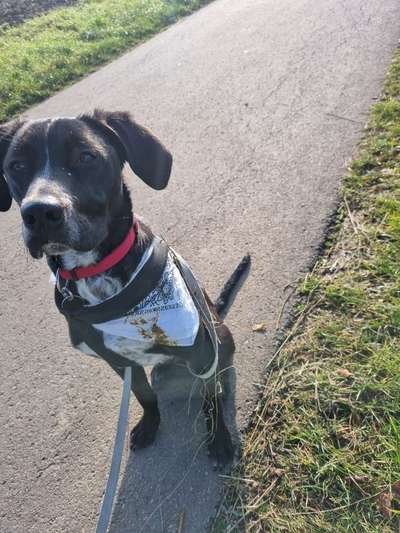 Labradorfans-Beitrag-Bild