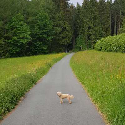 Hundetreffen-Durch den schönen Greifensteinwald-Bild