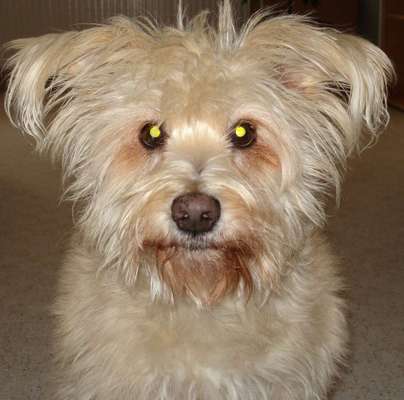 Mischlinge - wo habt Ihr Eure gefunden?-Beitrag-Bild