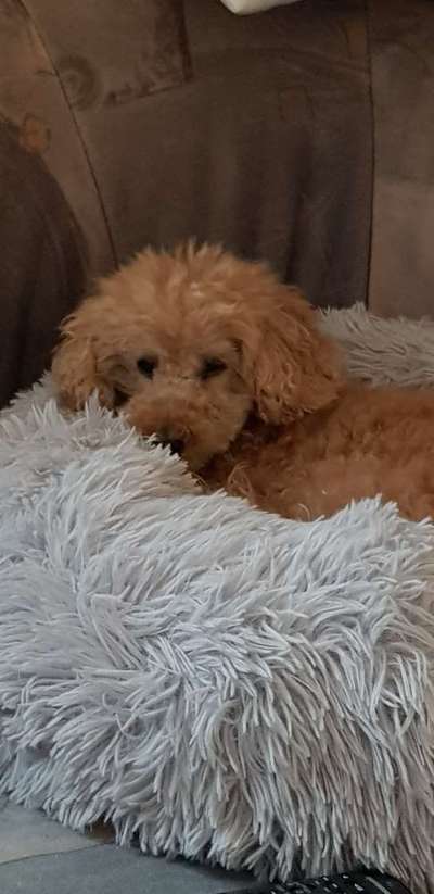 Mischlinge - wo habt Ihr Eure gefunden?-Beitrag-Bild