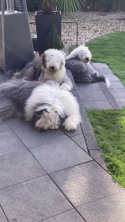 OES Bobtails-Beitrag-Bild