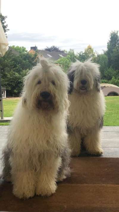 Die Dogorama Kalender Challenge Teil 3/4-Beitrag-Bild