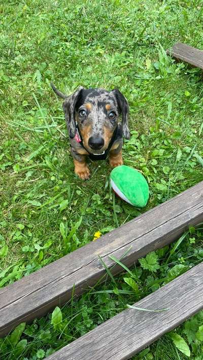 Hundetreffen-Spielen & Gassi-Bild