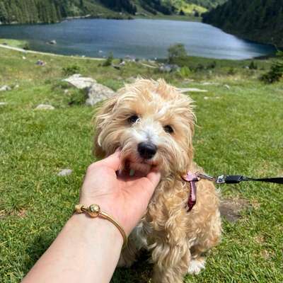 Hundetreffen-Spielgefährte oder Gassirunde verspielter Maltipoo-Bild