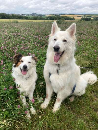 Weisse Schäferhunde-Beitrag-Bild