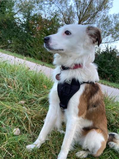 Mischlinge raten - Rätselspaß-Beitrag-Bild