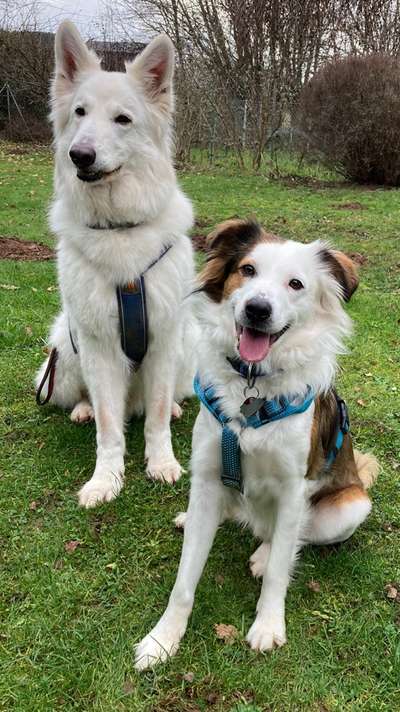 Weisse Schäferhunde-Beitrag-Bild