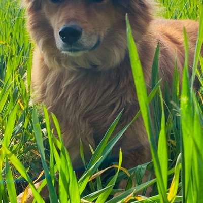 Hundetreffen-Spiel und Gassi treffen-Bild