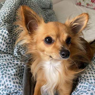 Wo sind die Chihuahua Besitzer ?-Beitrag-Bild