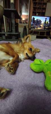 Wo sind die Chihuahua Besitzer ?-Beitrag-Bild