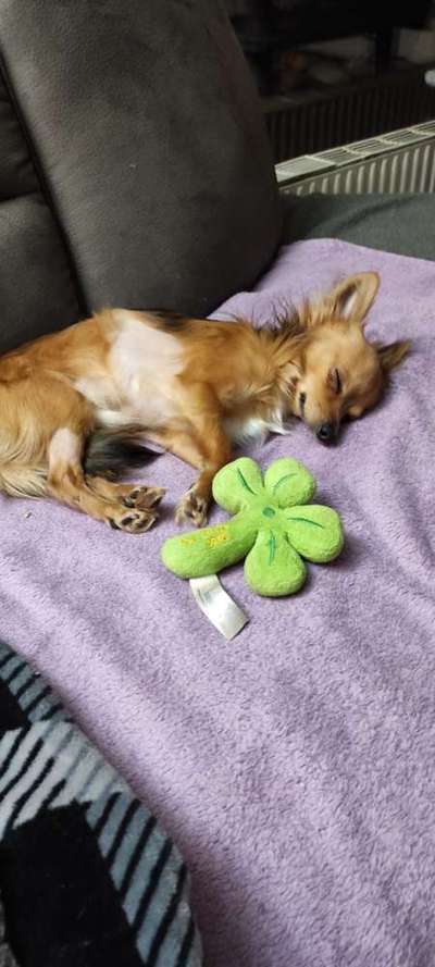 Wo sind die Chihuahua Besitzer ?-Beitrag-Bild