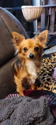 Wo sind die Chihuahua Besitzer ?-Beitrag-Bild