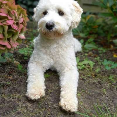 Hundetreffen-Gassirunde sonntags Hohendeicher See