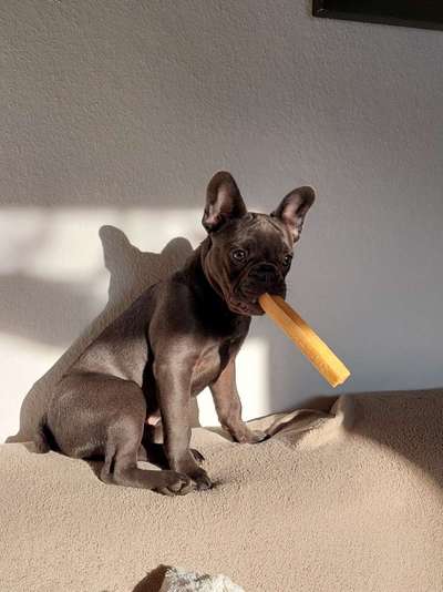 Französische Bulldoggen-Beitrag-Bild