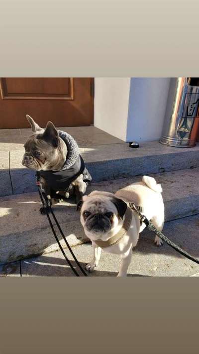 Französische Bulldoggen-Beitrag-Bild