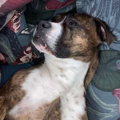 Hundetreffen-Lust auf gemeinsame Spaziergänge?