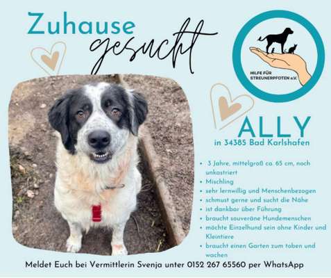 Tierschutzhunde suchen ein Zuhause-Beitrag-Bild