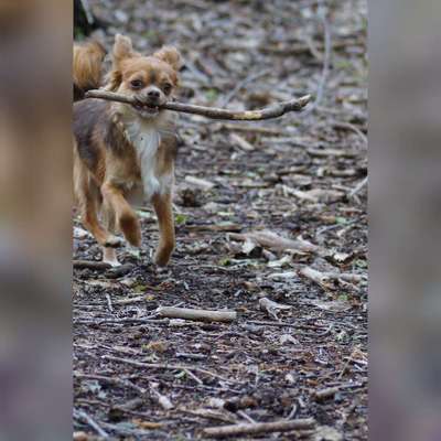 Hundetreffen-Spiel & Gassi Runde ♡-Bild