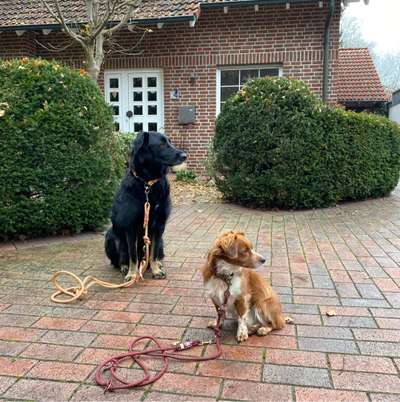 Hundetreffen-Gemeinsame Gassirunden & neue Hundekumpels finden.-Bild