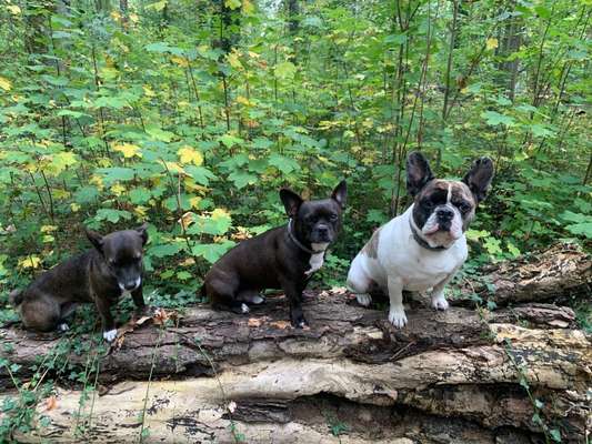 Hundetreffen-Spazieren gehen-Bild