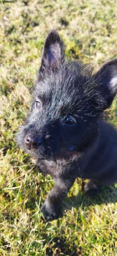 Welpen Bilder !-Beitrag-Bild