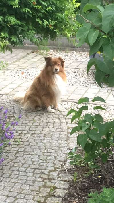 Australian Shepherd Freunde/innen-Beitrag-Bild