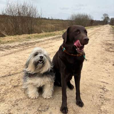 Hundetreffen-Oskar sucht Spielfreunde-Bild