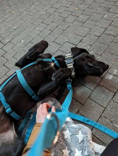 TierschutzhundeStammtisch🐕-Beitrag-Bild