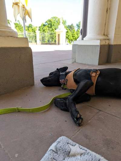 TierschutzhundeStammtisch🐕-Beitrag-Bild