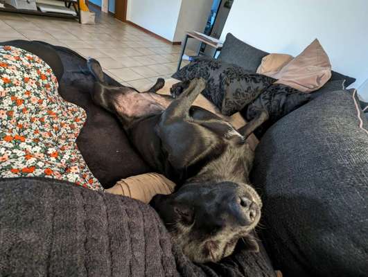 TierschutzhundeStammtisch🐕-Beitrag-Bild