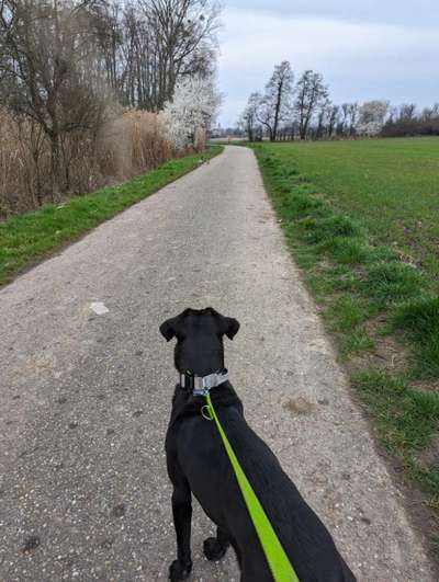 TierschutzhundeStammtisch🐕-Beitrag-Bild