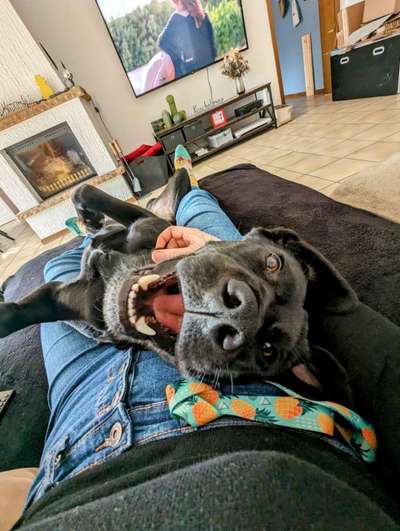 TierschutzhundeStammtisch🐕-Beitrag-Bild