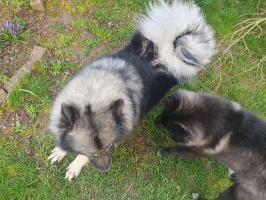 Hundetreffen-Hundebegegnungen üben-Bild