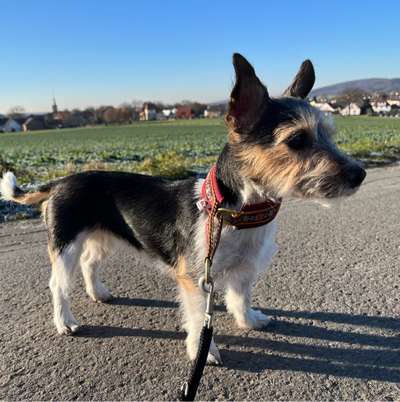 Hundetreffen-Spielkameraden gesucht-Bild