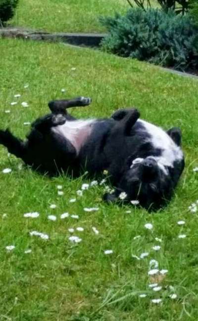 Die Dogorama Kalender Challenge Titelbild-Beitrag-Bild