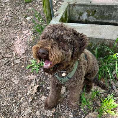 Hundetreffen-Spielepartner für Bruno-Bild