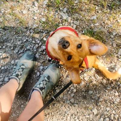 Hundetreffen-Wandern gehen, spielen und neue Hundefreunde kennen lernen-Bild