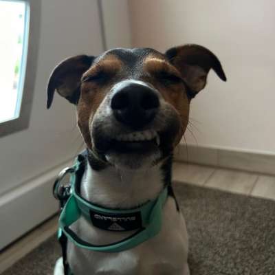 Hundetreffen-Gassitreff in Bad Salzuflen, BegaBad ( Für Jugendliche/Junge erwachsene)-Bild