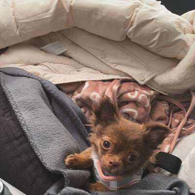 Hundetreffen-Spielpartner gesucht 🌸-Bild