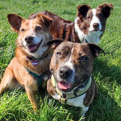 Hundetreffen-Sozialisierungstreffen mit Anleitung-Bild