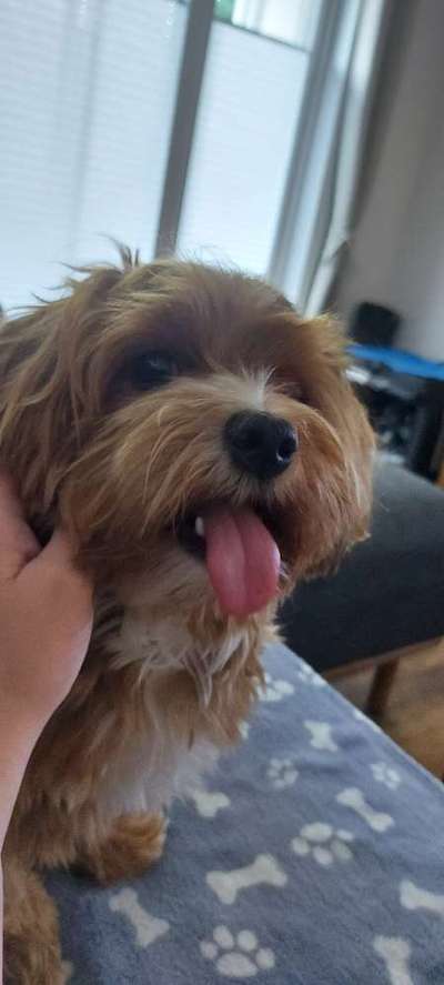 Tongue Out Tuesday-Beitrag-Bild