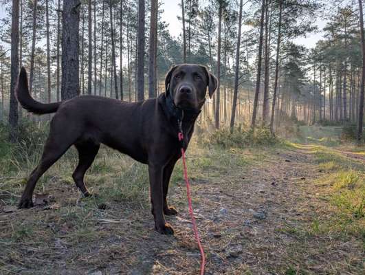 Hundetreffen-Gemeinsames Hundetraining mit Gassirunden-Bild