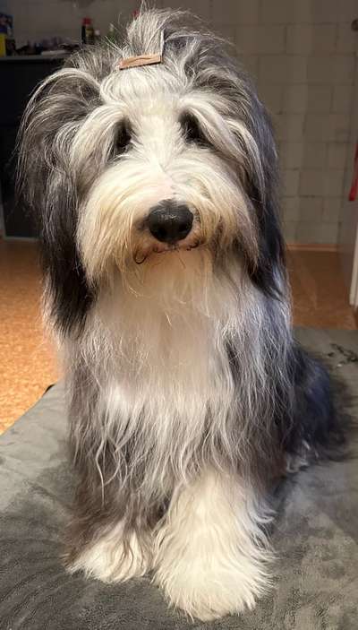 Bearded Collie hier?-Beitrag-Bild