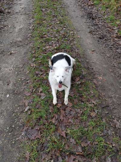 Hundebett und fellbürste für kleines geld-Beitrag-Bild