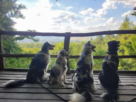 Hundetreffen-Australian shepherd treffen-Bild