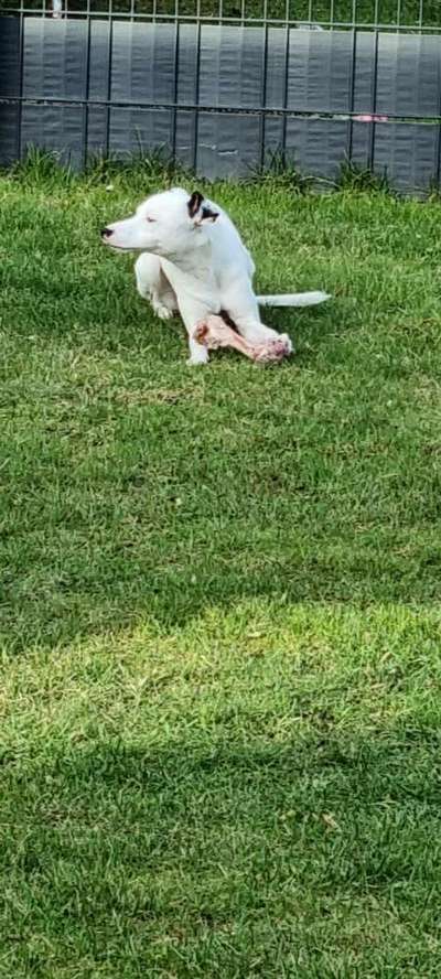 Windhunde - Treffen der besonderen Schönheiten
HERZLICH WILLKOMMEN-Beitrag-Bild